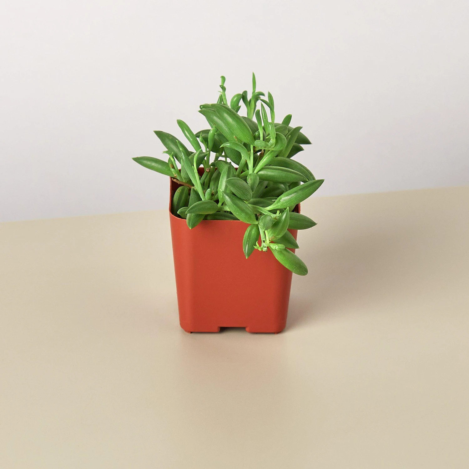 Succulent 'String Of Bananas' 5 Succulent 'String Of Bananas' - Image 5