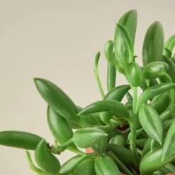 Succulent 'String Of Bananas' 19 Succulent 'String Of Bananas' -Plant house Succulents StringofBananas 2 DETAIL