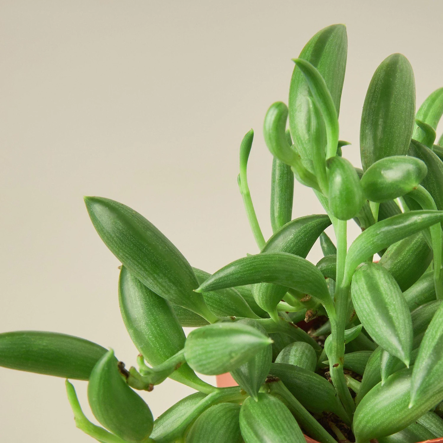 Succulent 'String Of Bananas' 6 Succulent 'String Of Bananas' - Image 6