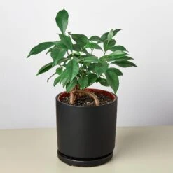 Cylinder Planter -Plant house Supplies pot attachedsaucerblackmatteDETAIL