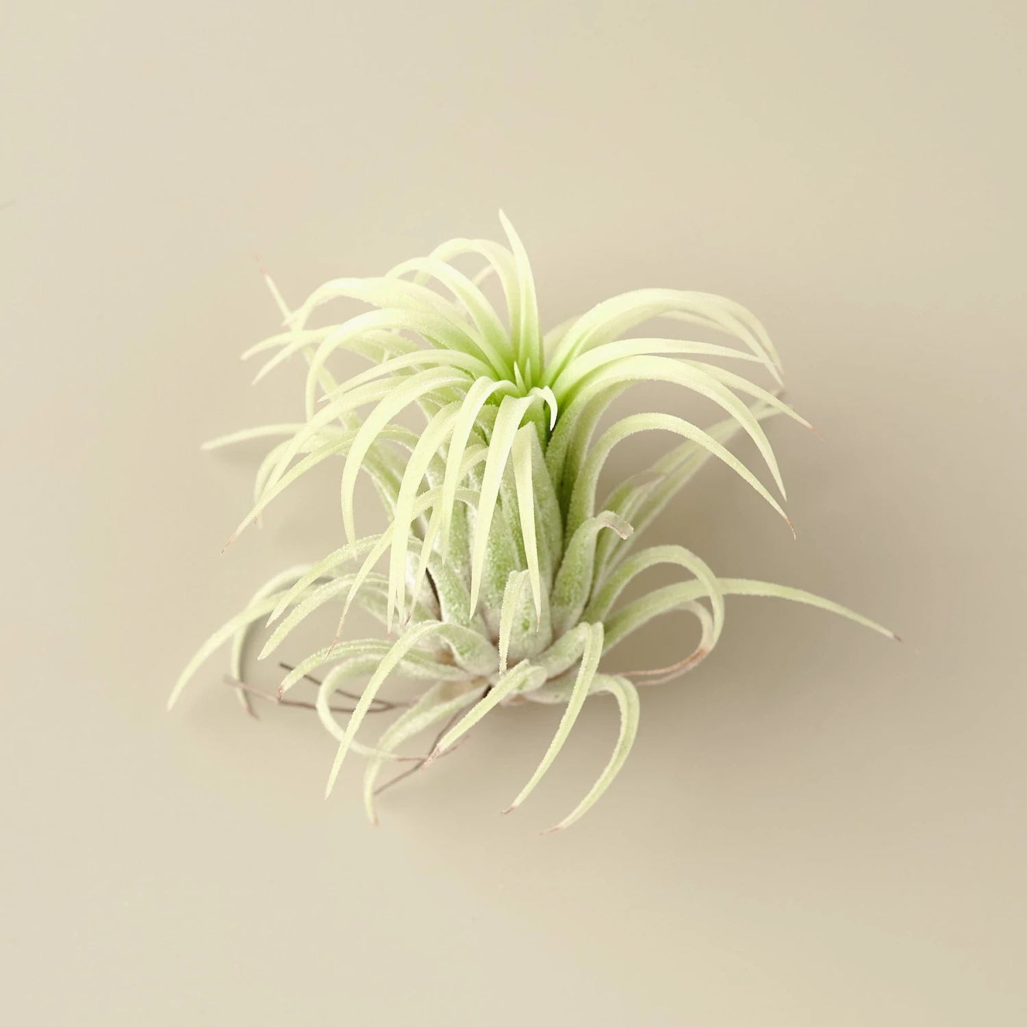Tillandsia Ionantha 'Mexico' Air Plants - 1.75 Inch 1 Tillandsia Ionantha 'Mexico' Air Plants - 1.75 Inch
