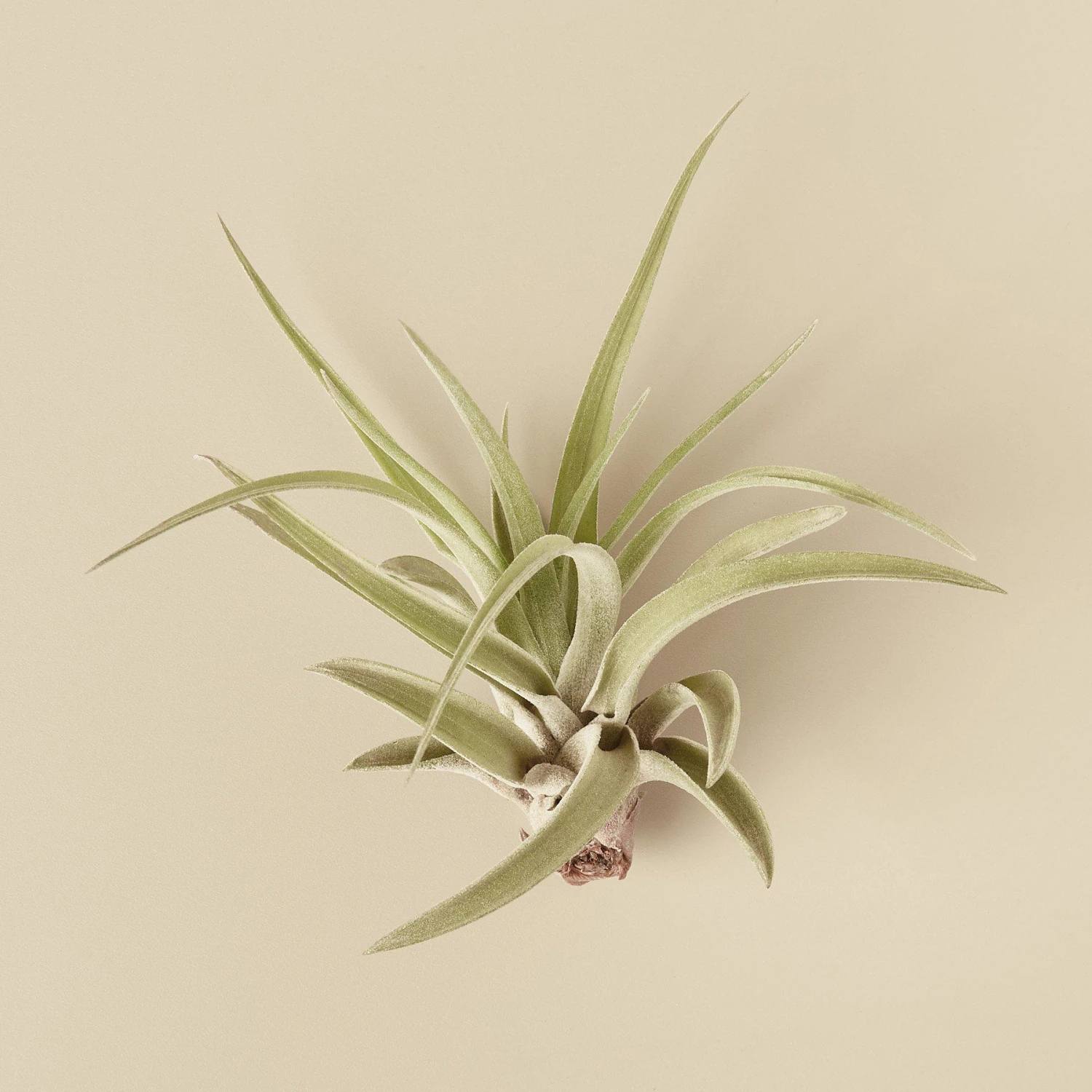 Tillandsia Air Plant Veluntina 1 Tillandsia Air Plant Veluntina