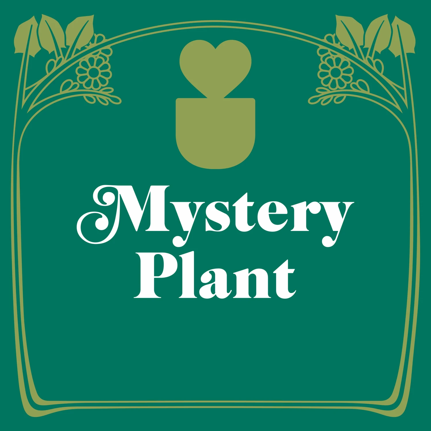 Mystery House Plant - 3" Pot 1 Mystery House Plant - 3" Pot