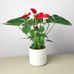 Anthurium 'Red' 19 Anthurium 'Red' -Plant house ValentinePrePottedlargewhite
