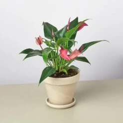 Anthurium 'Purple' -Plant house ValentinePrePottedsmall