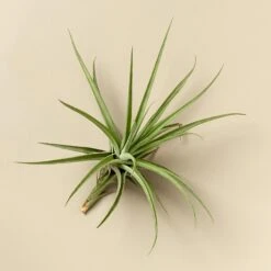 Large Air Plant Bundle 9 Large Air Plant Bundle -Plant house XLEspinosaeA