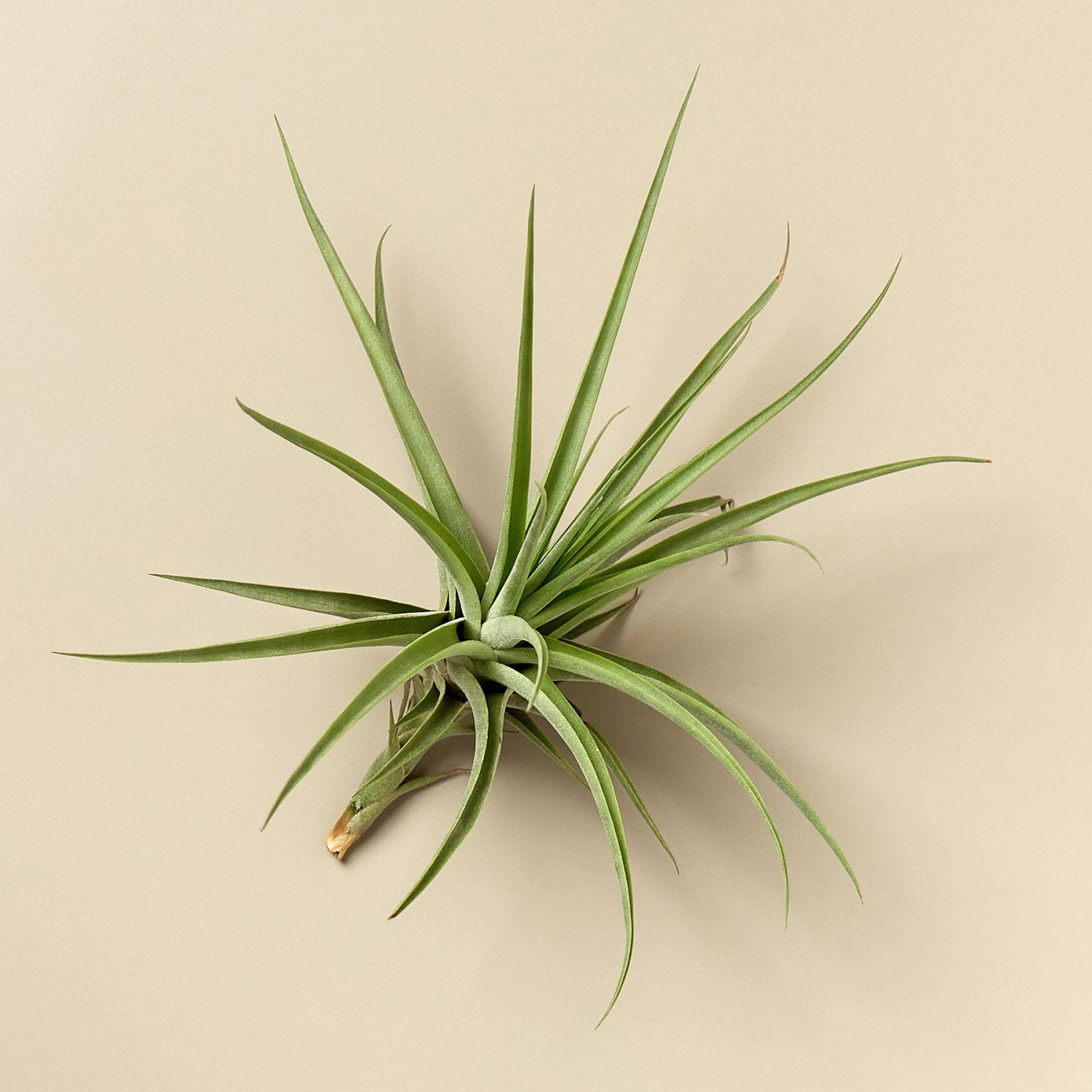 Large Air Plant Bundle 4 Large Air Plant Bundle - Image 4