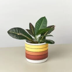 Polychrome Cylinder Pot - 5.5 Inch -Plant house XLF 05YELLOWDETAIL