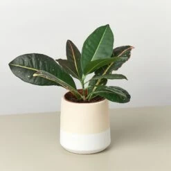 Gradient Cylinder Pot - 5 Inch -Plant house XLF 06GRADIENTWHITEDETAIL