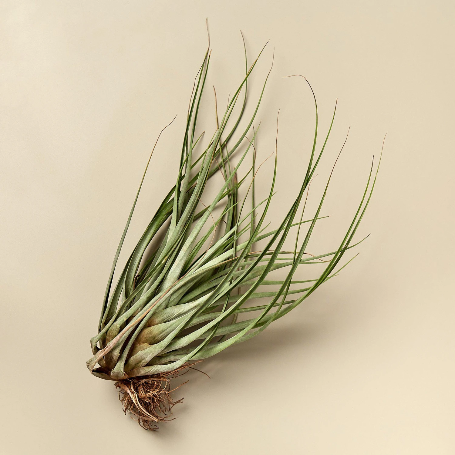 Large Air Plant Bundle 5 Large Air Plant Bundle - Image 5