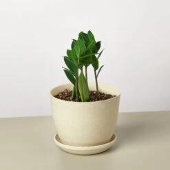 Zamioculcas Zamiifolia 'ZZ' -Plant house ZZ FiberPot