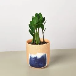 Zamioculcas Zamiifolia 'ZZ' -Plant house ZZ Plant Huey