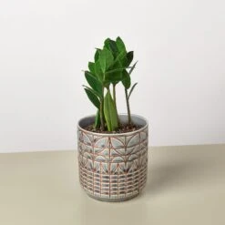 Zamioculcas Zamiifolia 'ZZ' -Plant house ZZ Plant Navarro