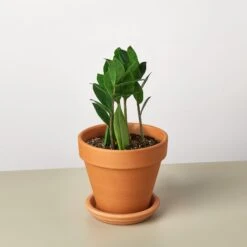 Zamioculcas Zamiifolia 'ZZ' -Plant house ZZ TerraCotta