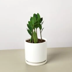 Zamioculcas Zamiifolia 'ZZ' -Plant house ZZ WhiteRound