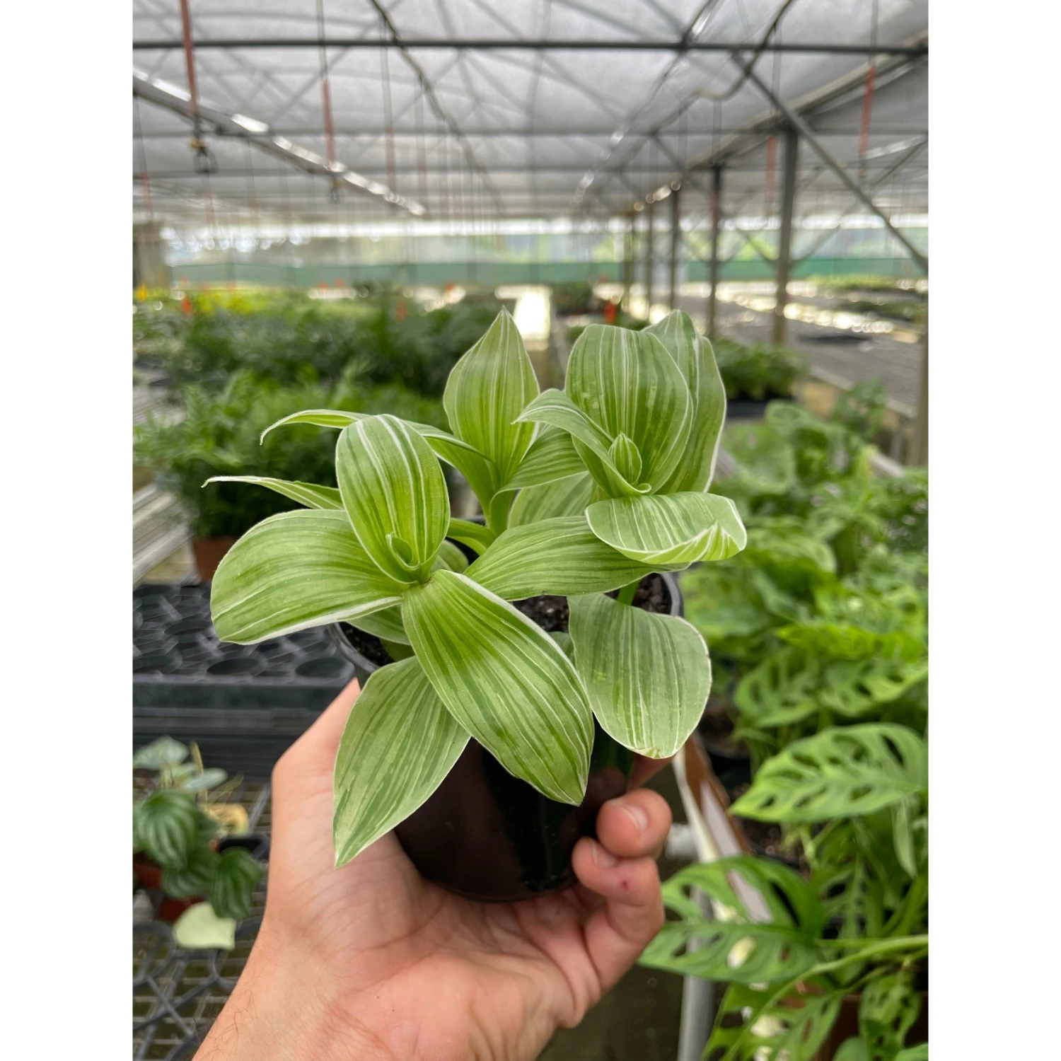 Tradescantia 'Sanna' 1 Tradescantia 'Sanna'