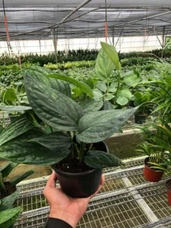 Monstera 'Peru' -Plant house a5620a65 bd2a 4f3e be21 5ad479083c9e