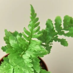 Autumn Fern 6 Autumn Fern -Plant house a64285c4 d127 4332 bf8b 2476328154a3