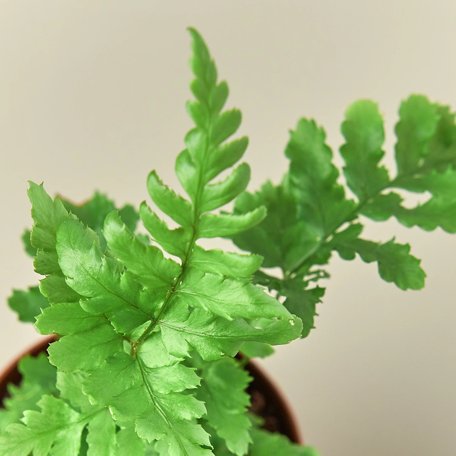 Autumn Fern 3 Autumn Fern - Image 3