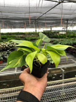Philodendron 'Brasil' 15 Philodendron 'Brasil' -Plant house a6819213 0218 43ac 804f 143681624875