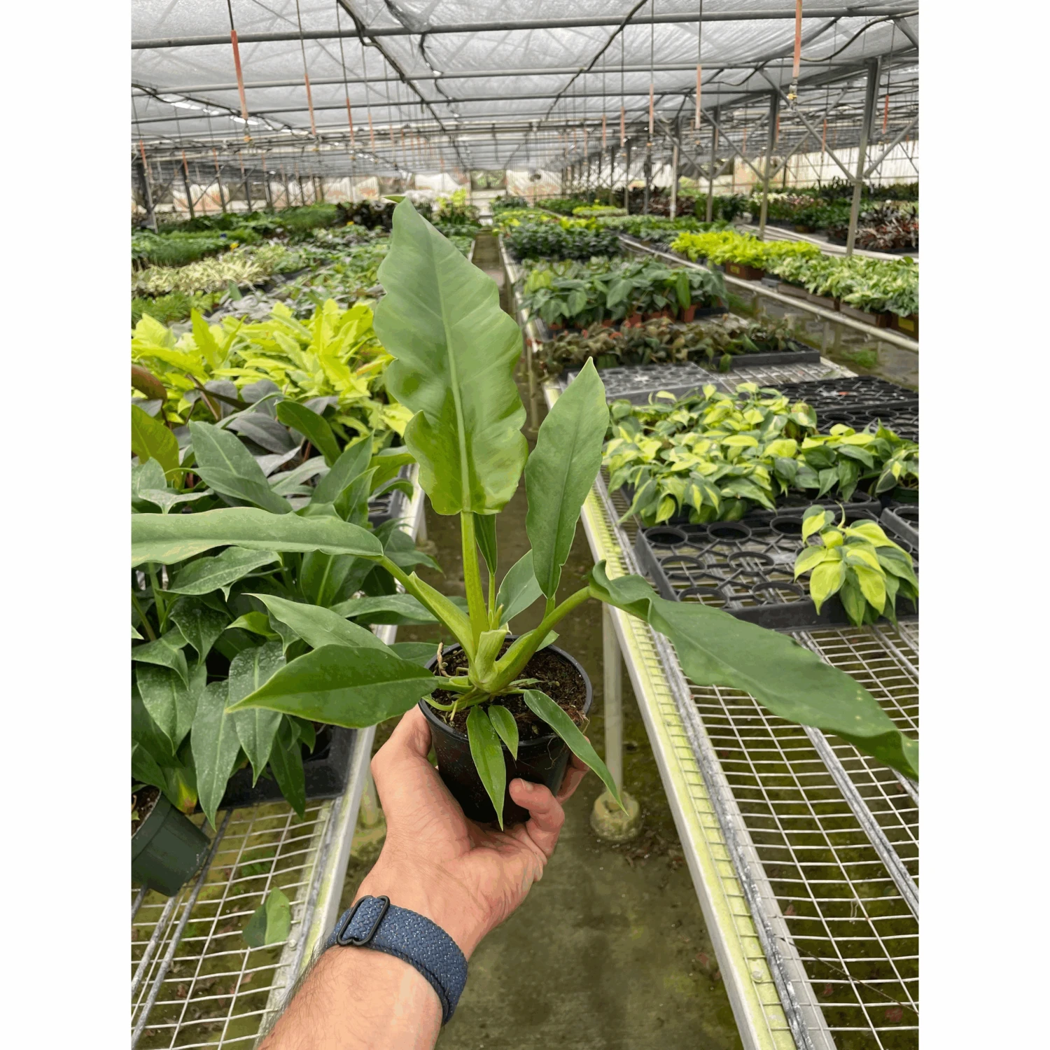 Philodendron 'Jungle Boogie' 1 Philodendron 'Jungle Boogie'
