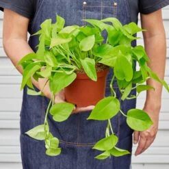 Pothos 'Neon' 12 Pothos 'Neon' -Plant house ab733e0c 1d92 40d1 bc80 33b0547ded0c
