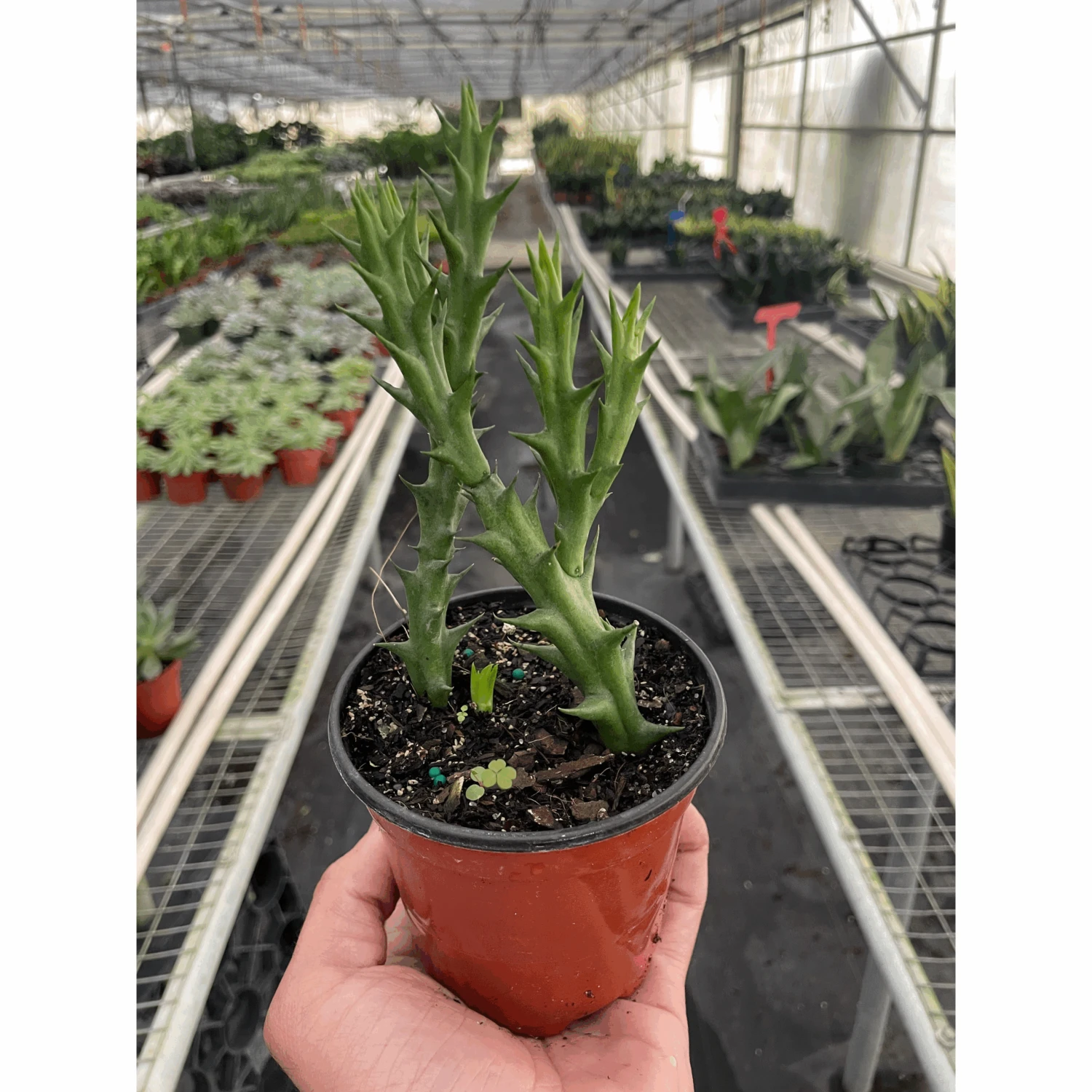 Starfish Cactus (Stapelia Orbea Variegata) 1 Starfish Cactus (Stapelia Orbea Variegata)