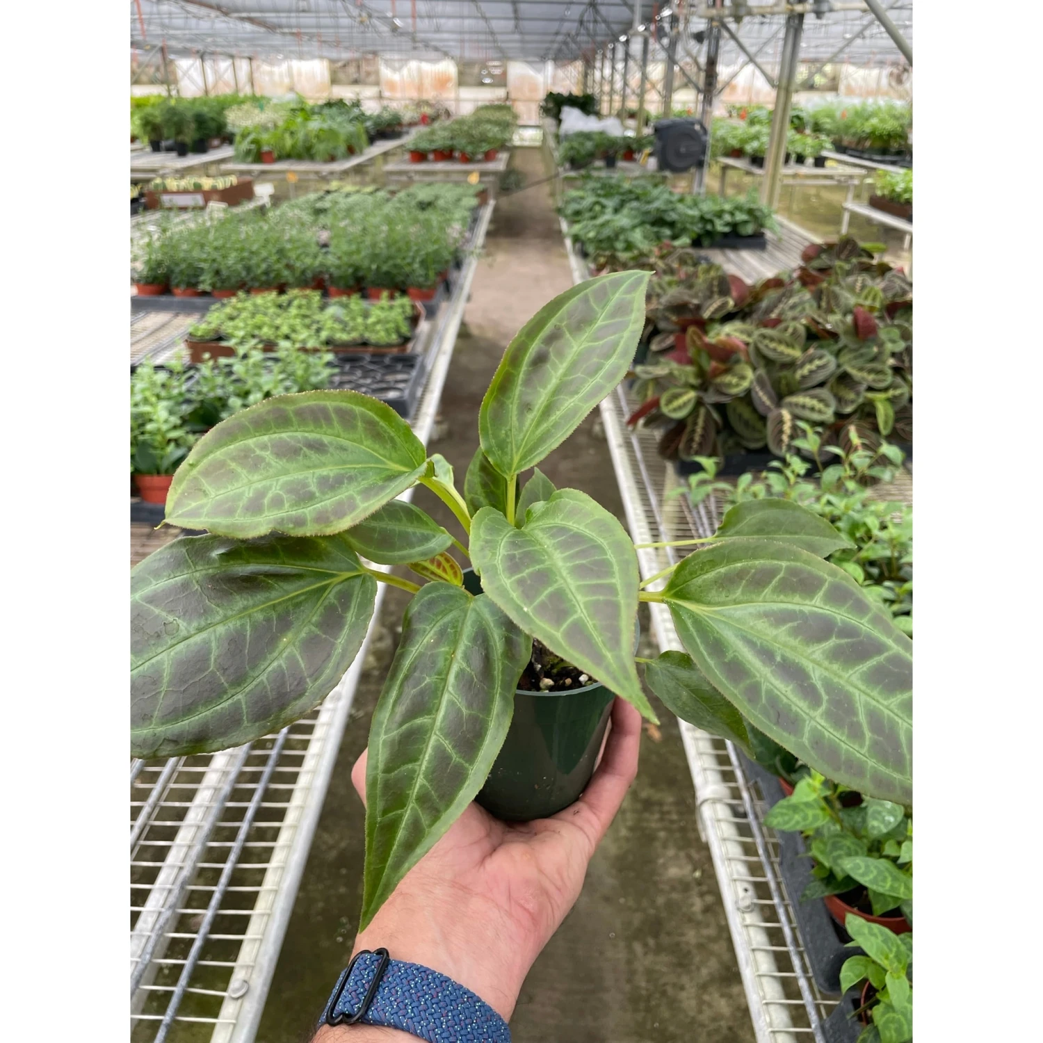 Monolena 'Primuliflora' 1 Monolena 'Primuliflora'