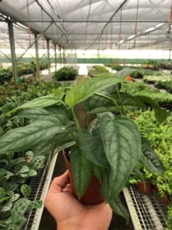 Monstera 'Siltepecana' 10 Monstera 'Siltepecana' -Plant house b8f6aca0 5d52 4df8 844c 2c72129b30c6