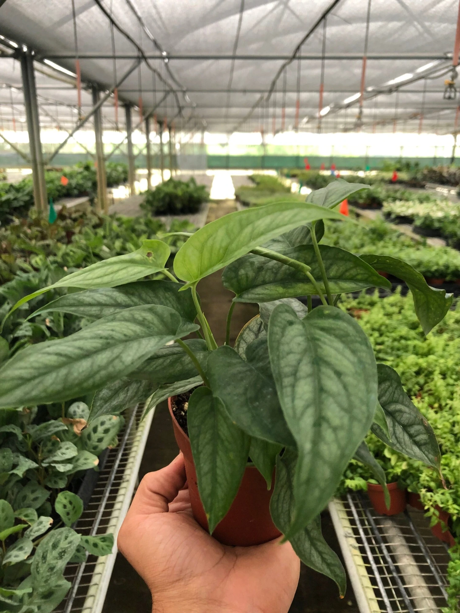 Monstera 'Siltepecana' 3 Monstera 'Siltepecana' - Image 3