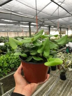 Fern 'Heart' 7 Fern 'Heart' -Plant house bc6899bd 76f2 4e35 916a 0a190853df9a