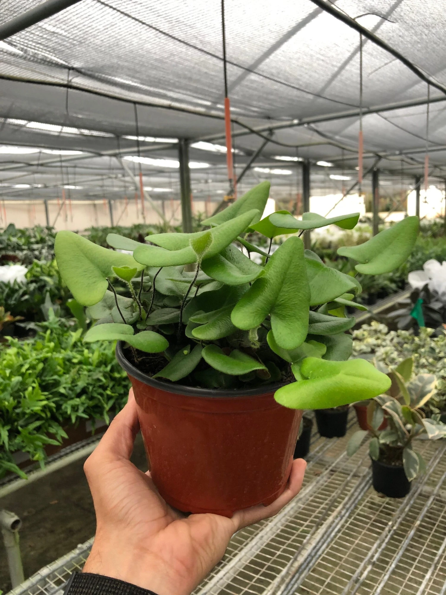 Fern 'Heart' 4 Fern 'Heart' - Image 4