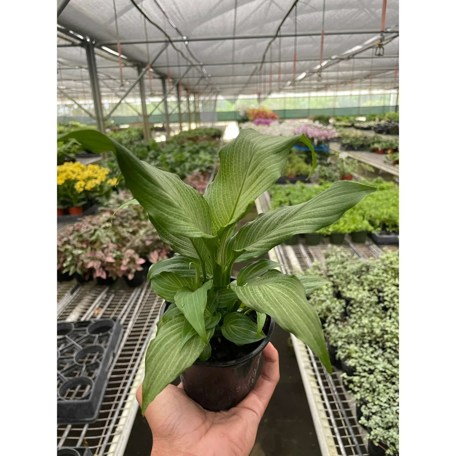 Spathiphyllum 'Platinum Mist' 1 Spathiphyllum 'Platinum Mist'