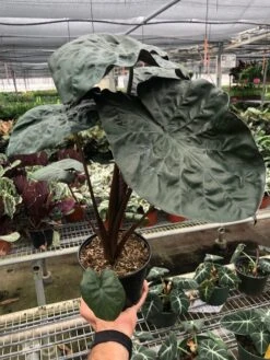 Alocasia 'Serendipity' 7 Alocasia 'Serendipity' -Plant house befdac4b d74d 4426 a07b 469936cc2058