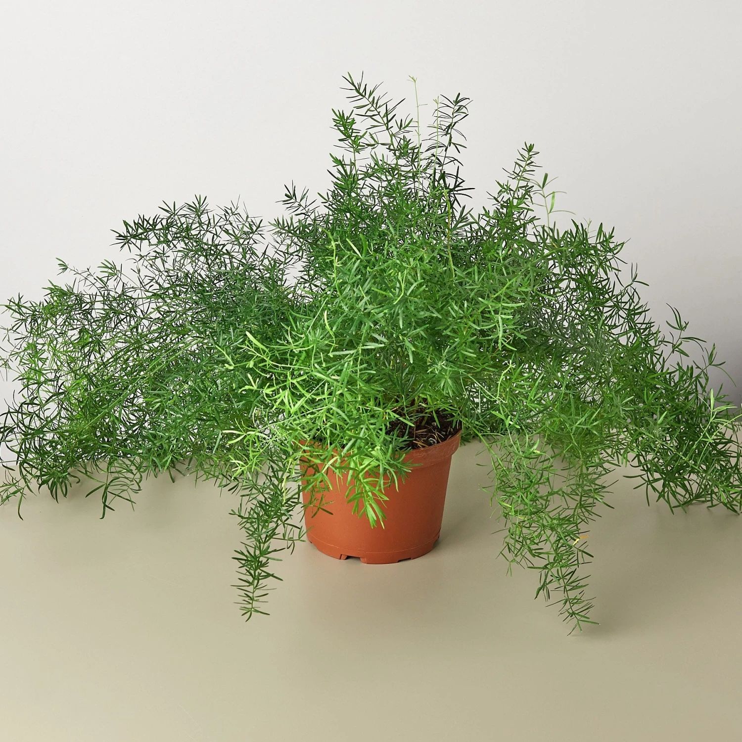 Fern 'Sprengeri' 1 Fern 'Sprengeri'