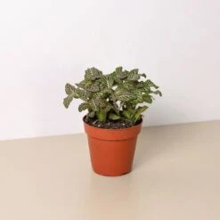 Fittonia 'Pink' -Plant house c44623e9 c216 4a07 85c6 81a51401a370