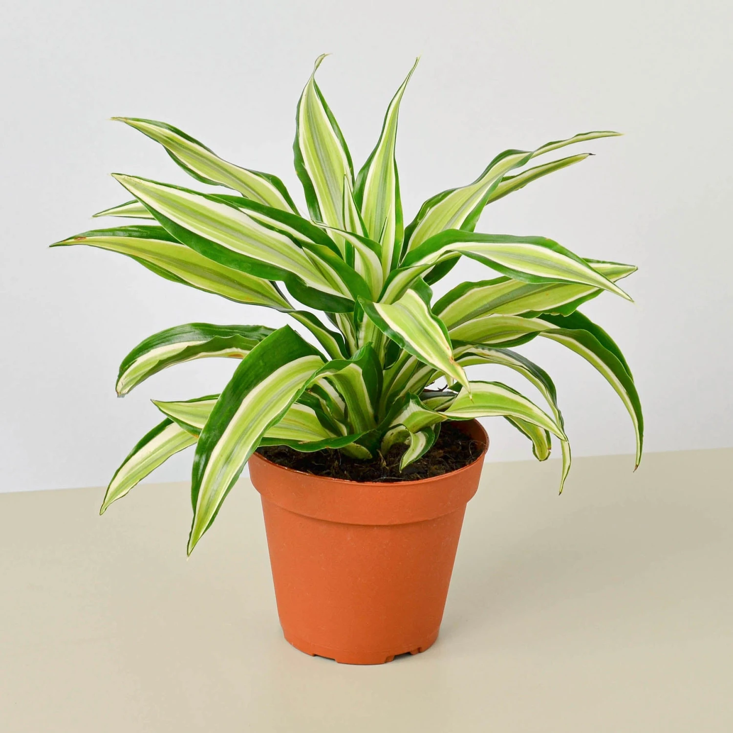 Dracaena 'Malaika' 1 Dracaena 'Malaika'