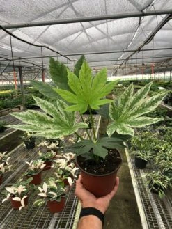 Fatsia 'Spider's Web' -Plant house c75f1003 fcdb 4a5f 98ce 959c3737ba59