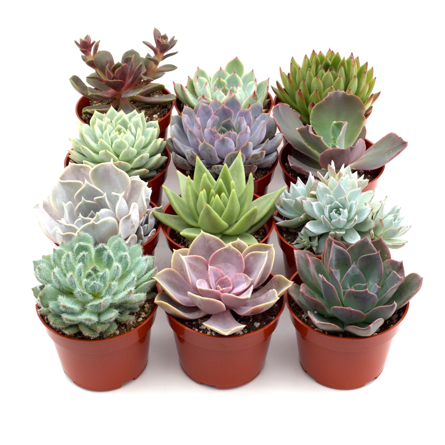 Rosette Succulent Variety Packs 2 Rosette Succulent Variety Packs - Image 2