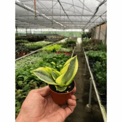 Snake Plant 'Gold Hahnii' 7 Snake Plant 'Gold Hahnii' -Plant house cc6325e0 a7d4 489b 963a 4d1b0b117d86