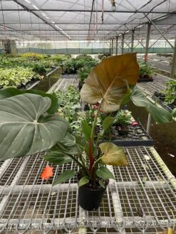 Philodendron 'Summer Glory' -Plant house d08a4c6d 9e81 4664 a43d cae2352db26d