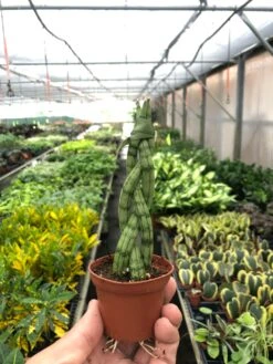 Snake Plant 'Braided' 15 Snake Plant 'Braided' -Plant house d35858b4 9b29 4c48 b07d 8b0ca7d2abe9