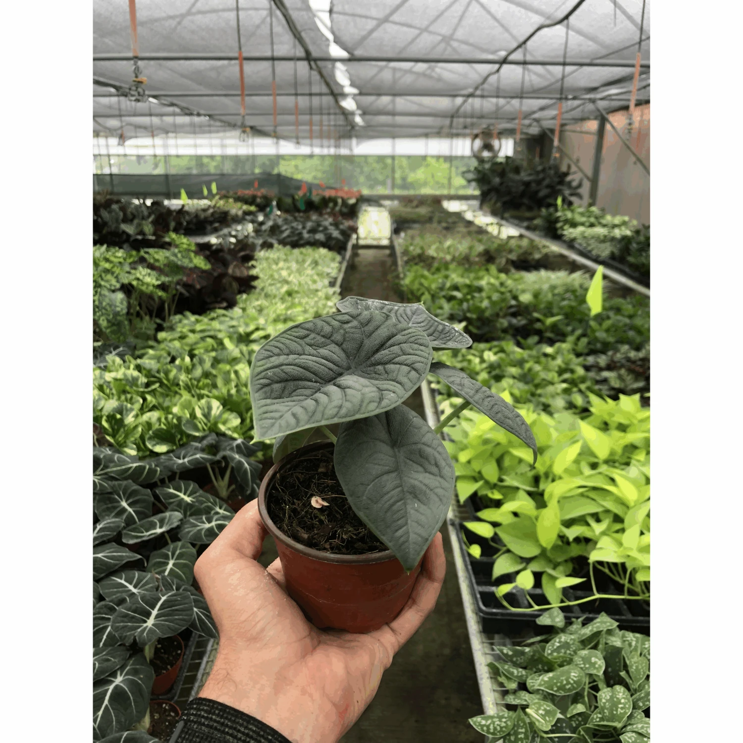 Alocasia 'Melo' 1 Alocasia 'Melo'