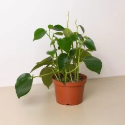 Peperomia 'Raindrop' -Plant house d61a80b8 8df4 4f92 988a aaa1e656651d