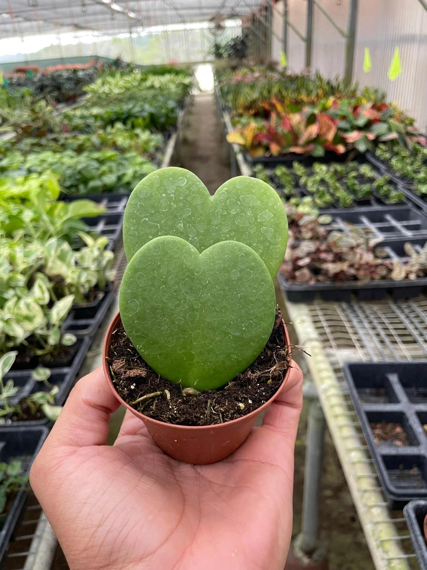 Hoya 'Sweetheart' 8 Hoya 'Sweetheart' - Image 8