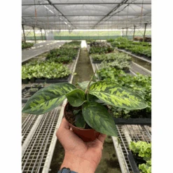 Homalomena 'Camouflage'