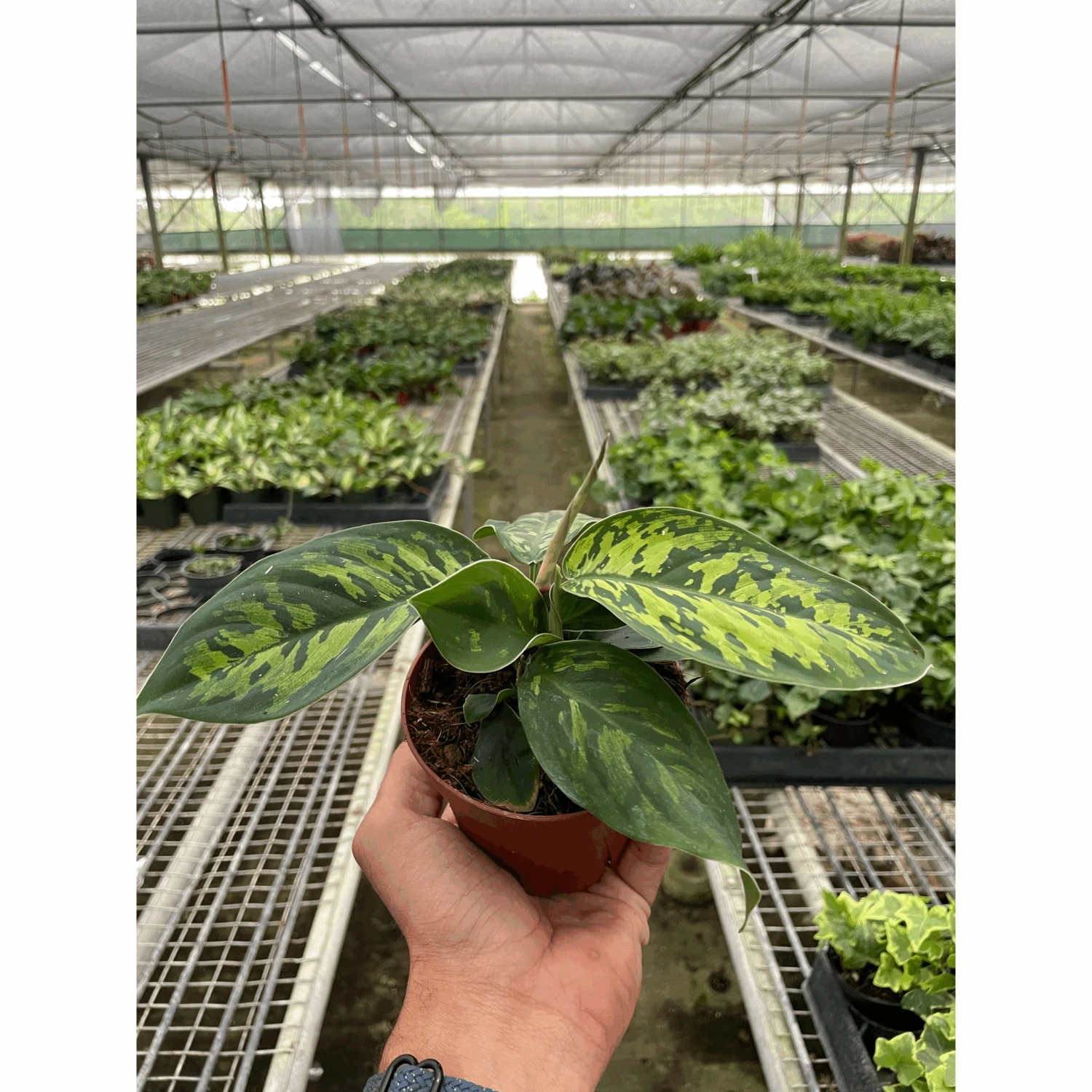 Homalomena 'Camouflage' 1 Homalomena 'Camouflage'