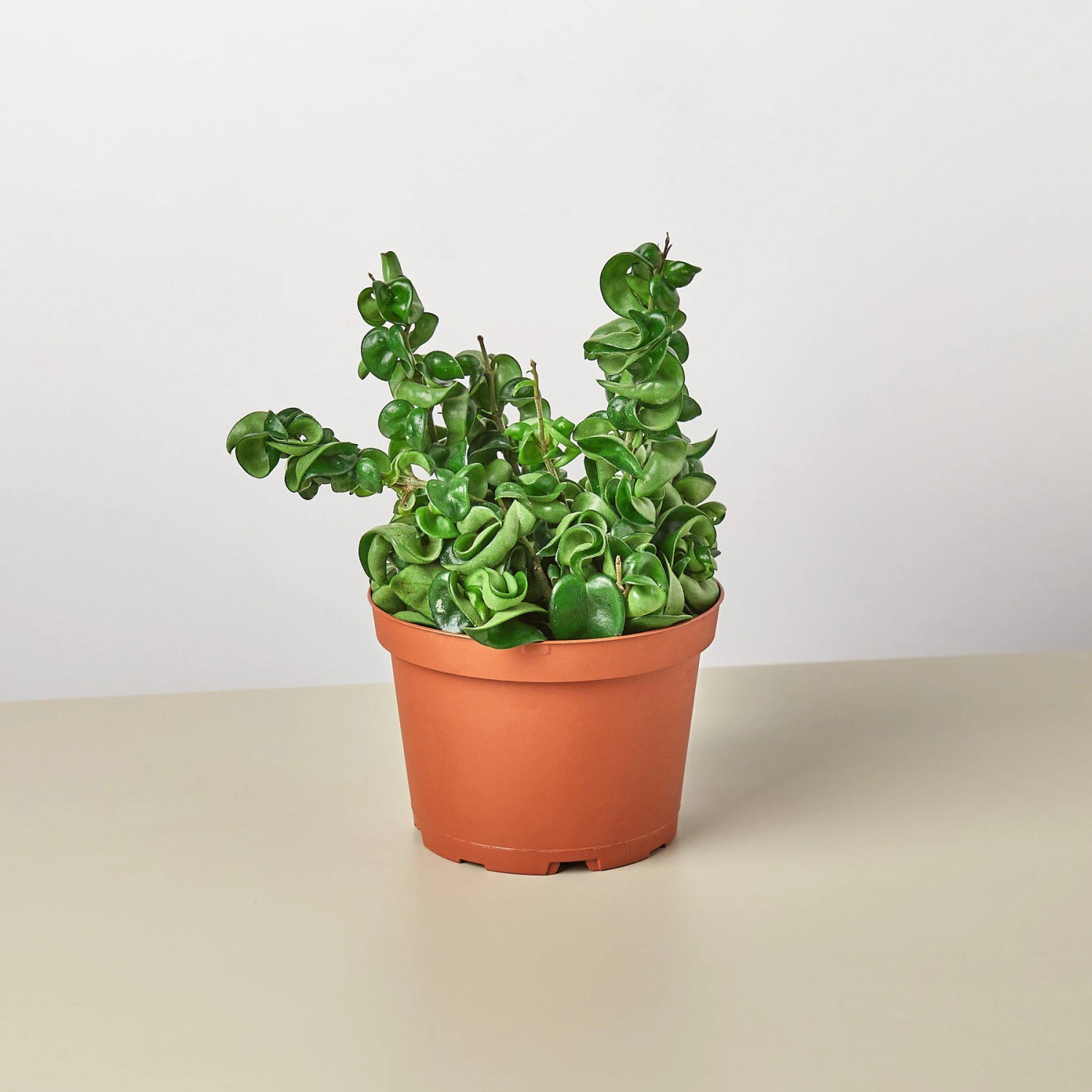 Hoya Rope Plant 1 Hoya Rope Plant