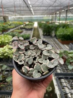 String Of Hearts Variegated -Plant house e8e94b2b a81e 4b1c 81f9 1a725e53e920