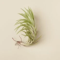 Tillandsia Air Plant Araujei